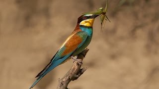 Merops apiaster European beeeaterbee eater bird [upl. by Fusco]