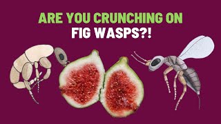 The Truth About Wasps Inside a Fig Syconium  Fig Wasp Life Cycle [upl. by Edrea368]