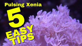 How To Successfully Keep Pulsing Xenia  5 Easy Tips For Beginners [upl. by Naved]