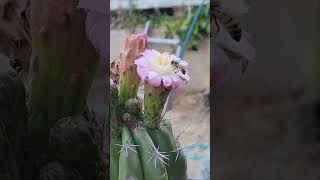 Stenocereus stellatus flowers but I have no pollen to pollinate them I need a hero😅🌵 [upl. by Aneeb]