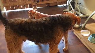 Petting a senior Irish vs senior Airedale [upl. by Linsk]