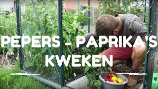 Pepers en Paprikas kweken van zaaien tot oogsten [upl. by Aenea]