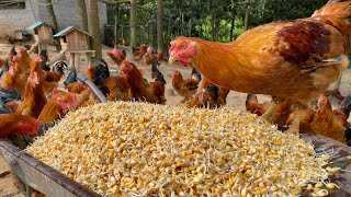 TIMELAPSE 160 Days of Raising Capons on a Chicken Farm  Work Agriculture Farmer and livestock [upl. by Einama]