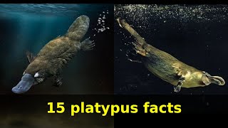 Platypus facts Learn15 facts about Platypuses [upl. by Britni]