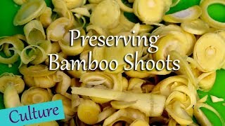 Preserving Bamboo Shoots [upl. by Holloway646]