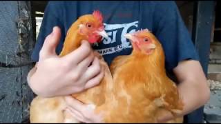 How to tell if your young hen is close to laying What to look for [upl. by Noraed]