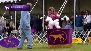 Bichons Frises  Breed Judging 2022 [upl. by Wohlen898]