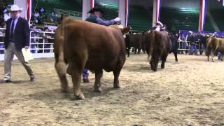 2013 National Gelbvieh Bull Show [upl. by Astor139]