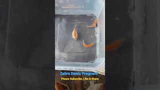 zebra Danio Fish Pregnant  Garden tour [upl. by Huntley]