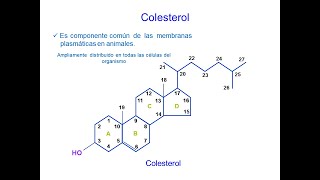 Lípidos isoprenoides Esteroides bioquímica [upl. by Noe]