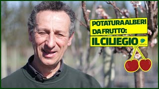 Potatura alberi da frutto IL CILIEGIOðŸ’ [upl. by Ozneral]