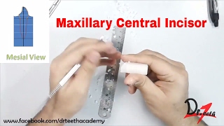 Carving the Maxillary Central Incisor [upl. by Lacey789]