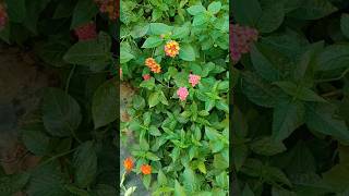 Lantana plant youtubeshwetagaur1675 [upl. by Bearnard]