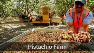 PISTACHIO HARVEST  ASI ES COMO COSECHAN EL PISTACHOPISTACHEPISTACHIO FARM [upl. by Alyss]