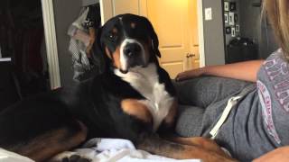 Greater Swiss Mountain Dog Cries when you stop petting him [upl. by Nat556]