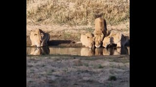 Ximungwe Lion Pride Drinking water  13 August 2024 [upl. by Jen]