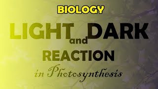 BIOLOGY Light Reaction and Dark Reaction in Photosynthesis [upl. by Petronia]