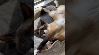 Napping Snowshoe Siamese Cat [upl. by Klarrisa]