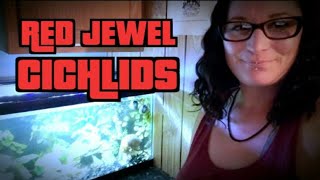 Red Jewel Cichlids Info amp care [upl. by Ileek219]