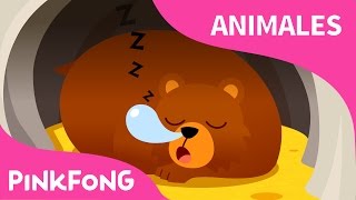 Hibernación  Animales  Pinkfong Canciones Infantiles [upl. by Nylg]