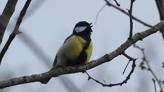 Mésange Charbonnière chant avec Sittelle Torchepot [upl. by Hitt]