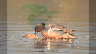 Greenwinged Teal [upl. by Alisun]