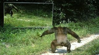 In front of large mirrors in the jungle chimpanzees tapdance to intimidate their own reflections [upl. by Htiekal24]