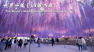 The Worlds Most Beautiful Wisteria Garden【Ashikaga Flower Park 2021】  4K [upl. by Ahsimac591]