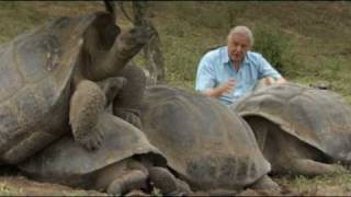 The Galápagos Tortoise [upl. by Rutger542]