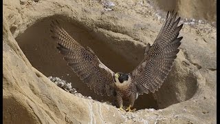 The Peregrine Falcon quota Living Missilequot [upl. by Nixie]