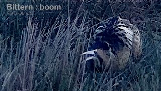 Bittern  male booming dawn  RSPB Otmoor [upl. by Eliseo]