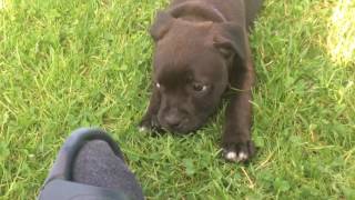 Staffordshire bullterrier puppies [upl. by Auhsuj]