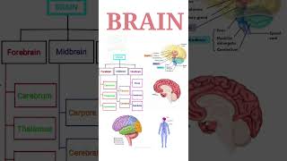 BRAIN  Forebrain parts  Their functions  In summary form  1 [upl. by Eseilanna416]