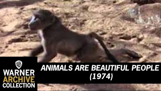 Animals Are Beautiful People  Drunken Animals [upl. by Ahtis]