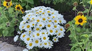 Daisy May Leucanthemum [upl. by Cote77]