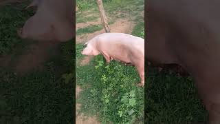 Facts About Landrace pigs breed you must know pigs pigbreeds [upl. by Truman310]