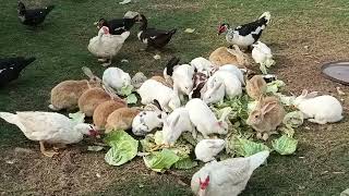 Ducks and Rabbits enjoying Cabbage leaves [upl. by Vigor]