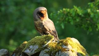 Melanistic Barn Owl 1736 [upl. by Granville60]