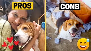 Beagle Pros And Cons You Must Know Before Getting One [upl. by Ame208]