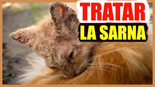 Cómo tratar la sarna en gatos [upl. by Davidde]