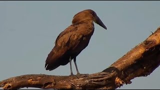 Hamerkop Scopus umbretta at African River Wildlife  mpalaliveorg  exploreorg [upl. by Ahsii]