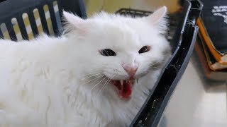 Angry and aggressive cat at the vet growling hissing tooth and claw [upl. by Nolyaw]