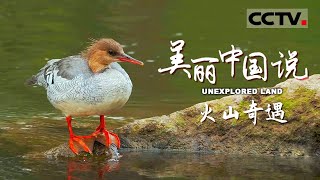 【ENG】《美丽中国说》UNEXPLORED LAND EP1 晋升为母亲的中华秋沙鸭与一位不速之客展开“争雏”之战 究竟谁能夺得小鸭的“抚养权”？【CCTV纪录】 [upl. by Nitz]