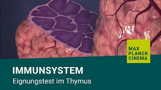 Immunsystem  Eignungstest im Thymus [upl. by Mcleod829]