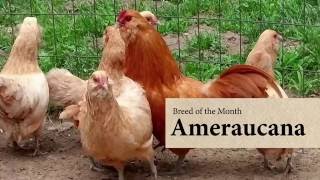 Ameraucana Chicken August Breed of the Month [upl. by Inama358]