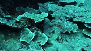 SCUBA Diving and Seascaping at Lakshadweep [upl. by Lam]