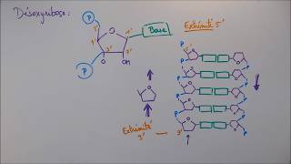 Réplication ADN  2 Détails moléculaires [upl. by Corabel]