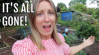 THEY ARE ALL GONE  ALLOTMENT GARDENING UK [upl. by Nwahsad]