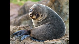 Metal detecting and a Baby seal on Pakefield beach [upl. by Allianora]