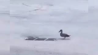 Momma duck loses ducklings to storm drain Happily reunited 🦆 Credit InstagramLitePimp [upl. by Akinirt]